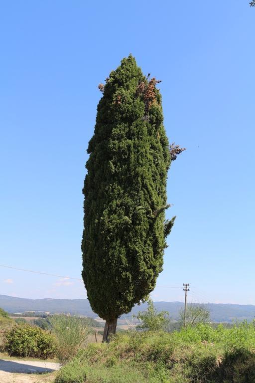 Certine Agriturismo Asciano Exterior foto