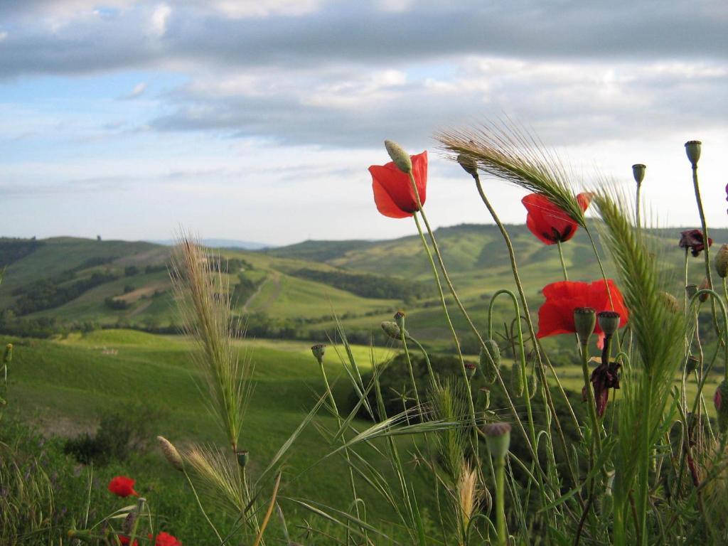 Certine Agriturismo Asciano Exterior foto